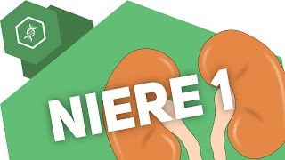 Die Niere 1 – Organe des Menschen [upl. by Sarine]