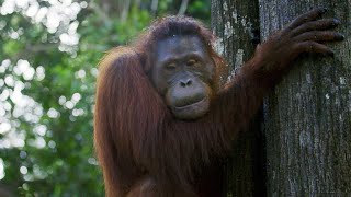 A Disabled Orangutan Exhibits Shockingly Unusual Behavior [upl. by Harlamert638]