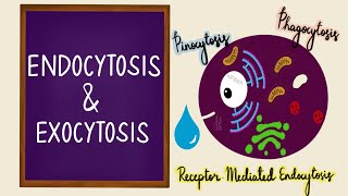 Endocytosis  Exocytosis  Vesicular Transport  Bulk Transport  Membrane Transport  Cell [upl. by Anola597]