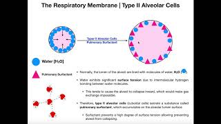 Type II Alveolar Cells  Pulmonary Surfactant [upl. by Vassaux]