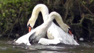 Mute Swan Protecting its Nest  Helped by A Canada Goose [upl. by Asenab539]