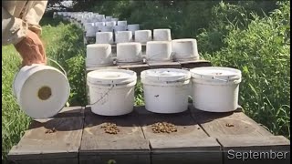 Preparing Honey Bees for a Canadian Winter  2019 Fall Video Compilation [upl. by Lilak772]