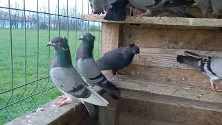 Serbian Highflyer Pigeon SVL [upl. by Lertram]