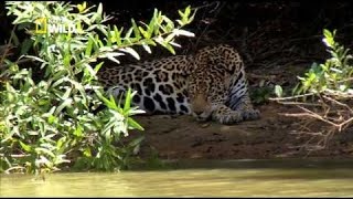 Les Fauves dAmazonie  Documentaire animalier Nat Géo Wild [upl. by Evoy4]