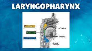 Laryngopharynx Anatomy  Definition Parts Lymphatics Functions [upl. by Marmion]