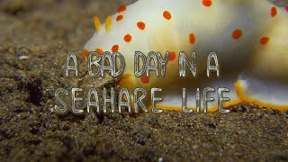 Nudibranch eating nudibranch  A day in a sea hare life [upl. by Hollister]