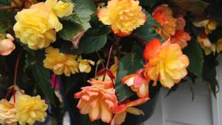 Tuberous Begonias Brighten Shady Gardens [upl. by Onaled]