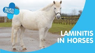 Laminitis In Horses  Blue Cross Pet Advice [upl. by Nitsugua]