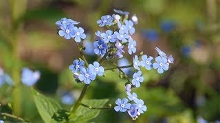 Kaukasisches Vergissmeinnicht Brunnera macrophyla [upl. by Arotak]