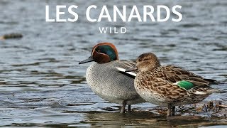 RECONNAÎTRE LES CANARDS SAUVAGES [upl. by Theodora]