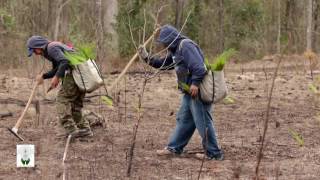 Planting Longleaf Pine  The Longleaf Alliance [upl. by Haven]