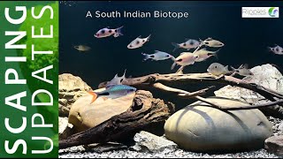 How to set up a biotope aquarium Indian Biotope Aquarium Indian Aquarium Fish Biotope [upl. by Corrine]