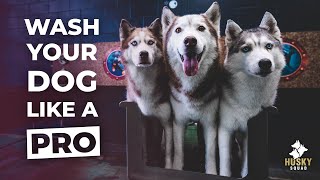 How To Bathe Your Siberian Husky  BEST TOOLS [upl. by Kosel31]