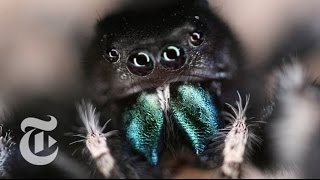 Inside a Jumping Spider’s Brain  ScienceTake  The New York Times [upl. by Greenlee]