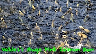 Valdez Alaskas Huge Pink Salmon Run [upl. by Saxet]