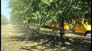 Day in Agriculture California Almond Harvest [upl. by Jacquelynn]