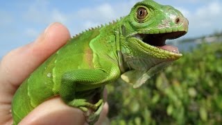 Catching Wild Iguanas in Florida  Herping 2016 [upl. by Milka241]