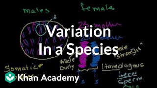 Variation in a Species [upl. by Marino337]