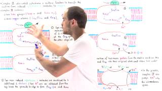 Complex IV of Electron Transport Chain [upl. by Surtimed109]