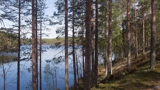 Kielinuppu ARKISTO  Suomalainen metsaÌˆ [upl. by Aryam]