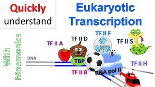 Eukaryotic Transcription [upl. by Ogir]