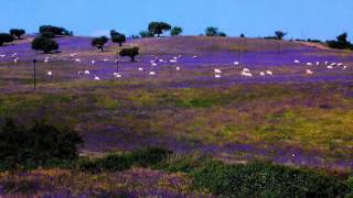 SE FORES AO ALENTEJO [upl. by Silsbye]