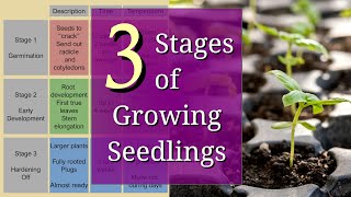 3 Stages of Planting Seedlings for Beginners [upl. by Lainahtan851]