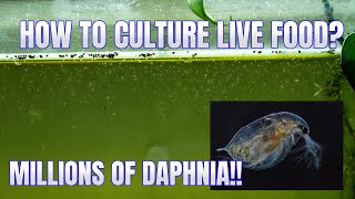 How to Culture Daphnia Secret Method to Breed MILLIONS  Simply Aquatic [upl. by Jennine]