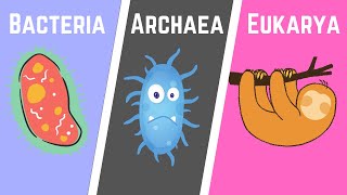 The Three Domains of Life BacteriaArchaeaEukarya [upl. by Curran]