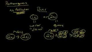 Biology  Parthenogenesis The Basics [upl. by Otrebmuh634]