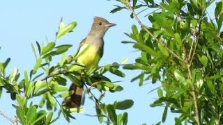 Great Crested Flycatcher Calls [upl. by Arimihc401]