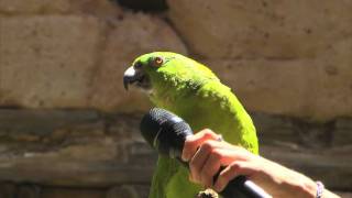 Parrot Sings Seven Songs at Disney World [upl. by Bevis]