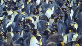 King Penguins  Attenborough Life in the Freezer  BBC Earth [upl. by Ragnar]