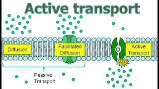 Active Transport [upl. by Einnus]