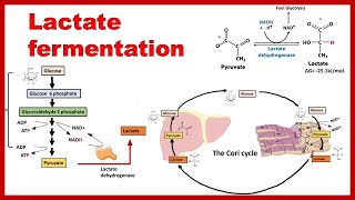 Lactate Fermentation  Anaerobic fate of Pyruvate [upl. by Kenzie222]