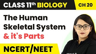 Skeletal Muscles  Ultra Structure of Muscles  Fsc Biology Book 2  Irtisams Biology [upl. by Lynnell]