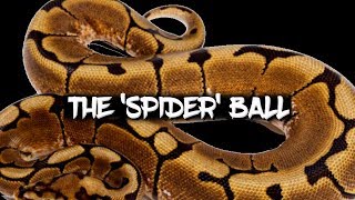 The Potential of the Spider Ball Python [upl. by Colville650]