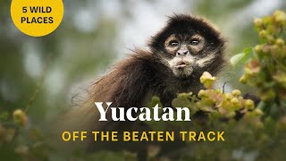 5 Must Do Adventures in the Yucatan Peninsula Mexico [upl. by Lav]