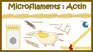 Actin polymerization Micro filament assembly [upl. by Ruhtra239]