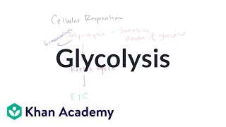 Glycolysis in Cellular Respiration [upl. by Nylime]