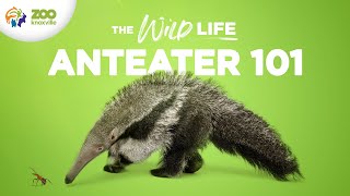 Everything to Know About Caring for GIANT ANTEATERS  The Wild Life [upl. by Anayit]