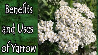 Benefits and Uses of Yarrow Achillea Millefolium [upl. by Wilhelmina]