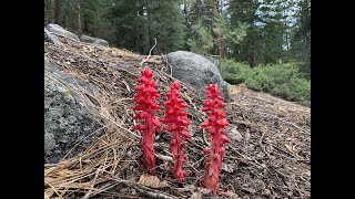 Sarcodes sanguinea snow plant [upl. by Ohce]