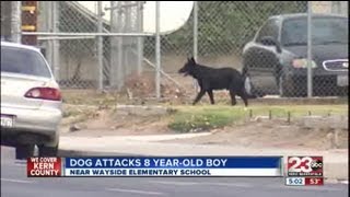 Dog Attacks 8YearOld Boy [upl. by Condon]