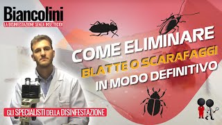 ⚠️Blatte o scarafaggi come sono fatte e come eliminarle in maniera definitiva⚠️ [upl. by Loleta]