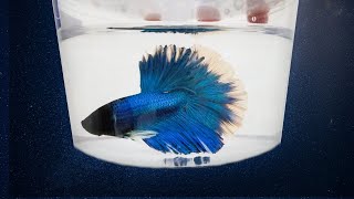 5 Best Places to Buy a Betta Fish [upl. by Win]