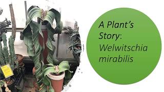 A Plants Story Welwitschia mirabilis [upl. by Eboj]