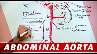 Anatomy  Abdominal Aorta Branches [upl. by Cadmann]