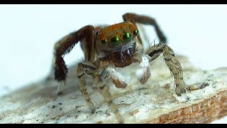 Jumping Spiders in SLOW MOTION [upl. by Neva]