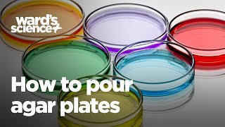 How to Pour Agar Plates [upl. by Leopoldine]